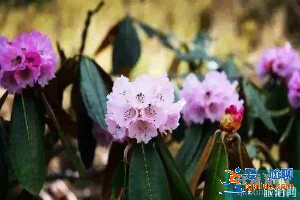 凉山杜鹃花海分布在哪 观赏地推荐？