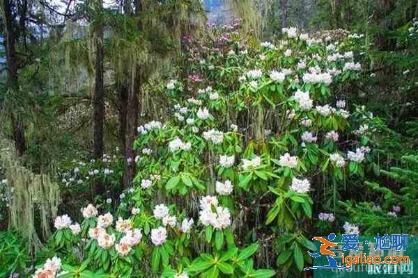 阿坝州杜鹃花观赏地有哪些？