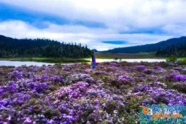 香格里拉杜鹃花在哪些地方有？