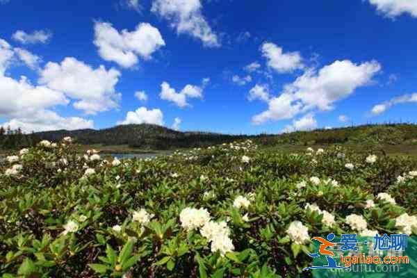 香格里拉杜鹃花在哪些地方有？