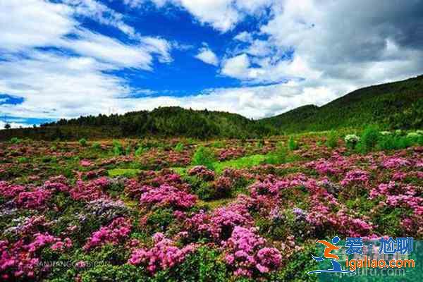 香格里拉杜鹃花在哪些地方有？