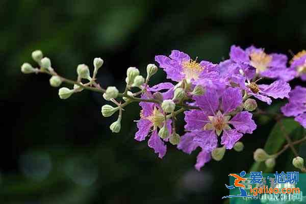 湖北襄阳赏花地推荐 襄阳赏花地图？