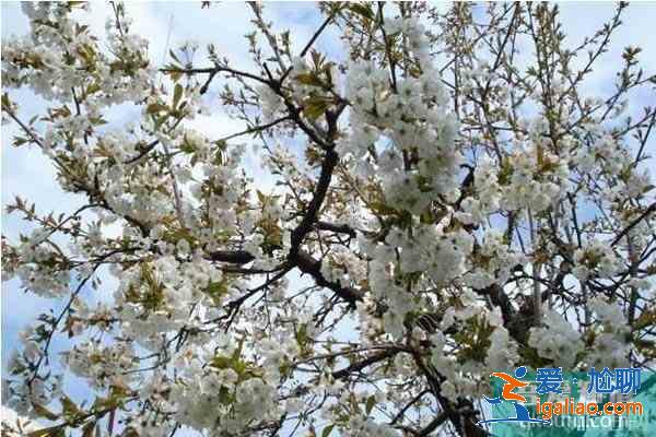 湖北襄阳赏花地推荐 襄阳赏花地图？