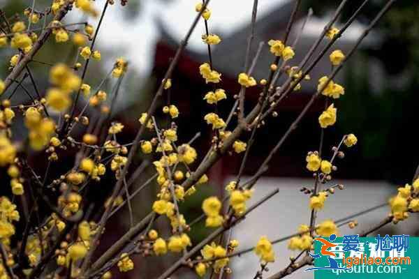 腊梅花几月份开花？