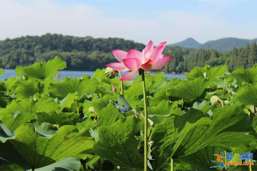 西湖十景是什么，西湖十景是哪十景？