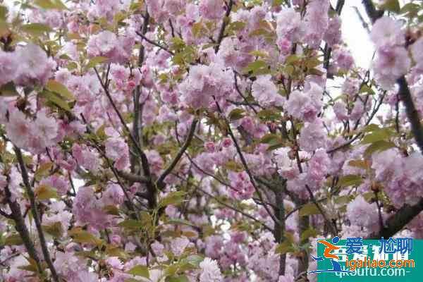 2021成都青白江凤凰湖公园樱花景区门票预约方式？