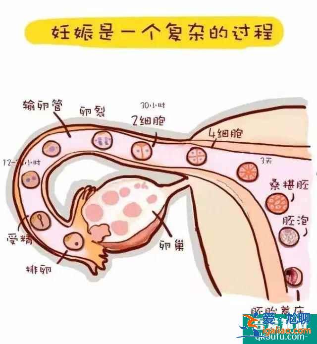 怎么看孕囊形状?正常的孕囊是什么形状？