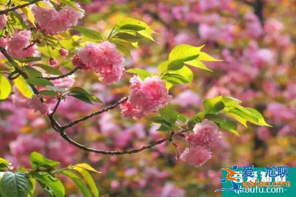 2021成都青白江樱花节是什么时候 及樱花节观赏路线？