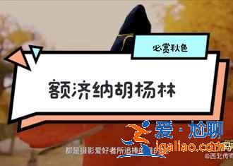 这里马上迎来一年仅有10天的绚烂美丽！？