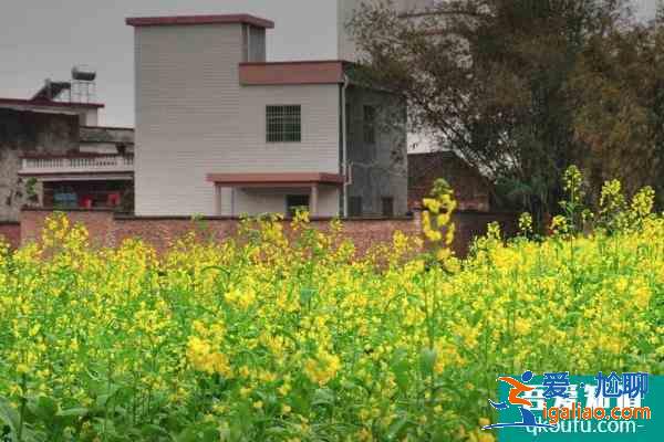 2021广东油菜花旅游景点 广东哪里看油菜花海？