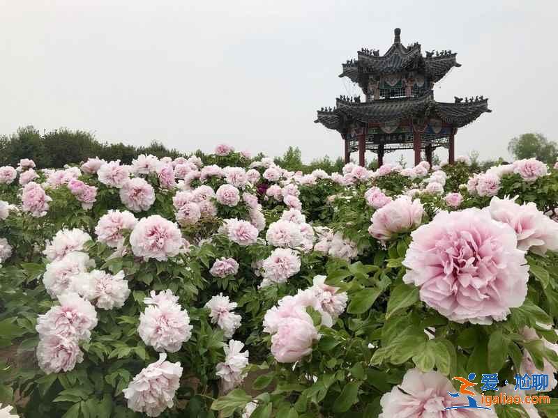 【菏泽有什么玩的】菏泽有什么旅游景点，菏泽有什么好玩的地方？