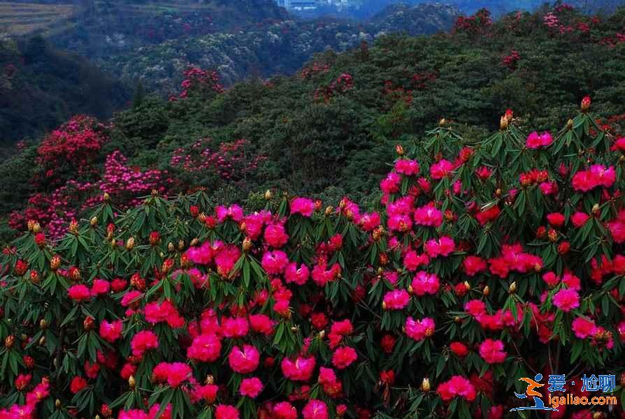 百里杜鹃景区怎么去，毕节百里杜鹃景区包车、自驾、公交推荐？