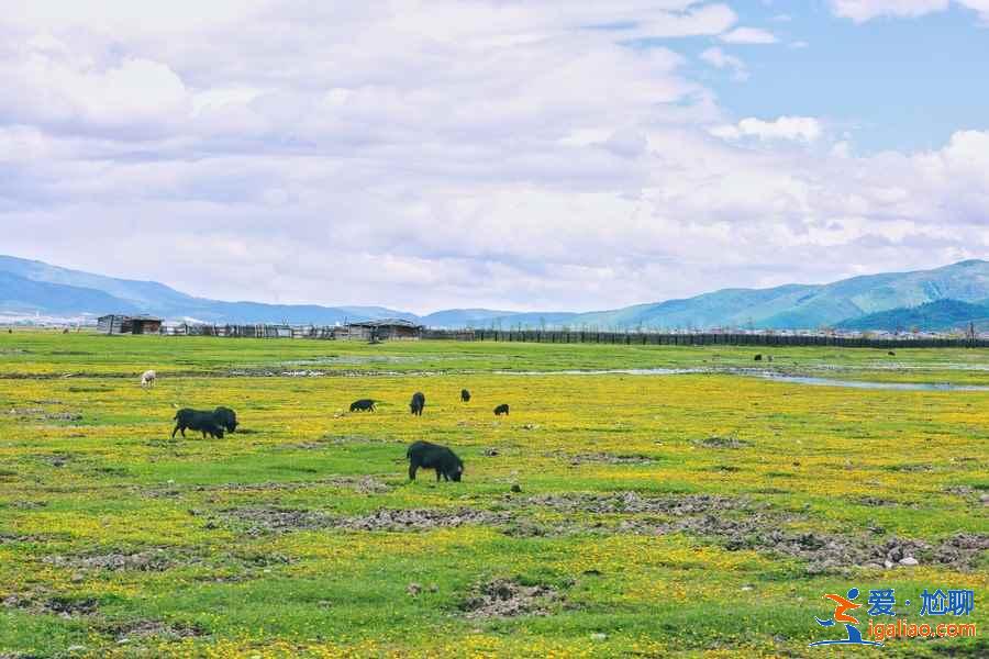 香格里拉旅游注意事项，香格里拉旅游贴士？