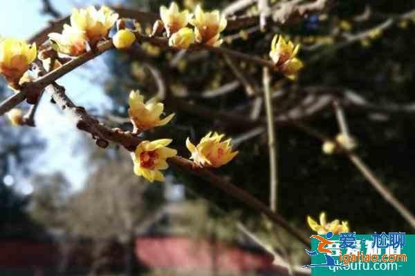 北京腊梅什么时候开花？