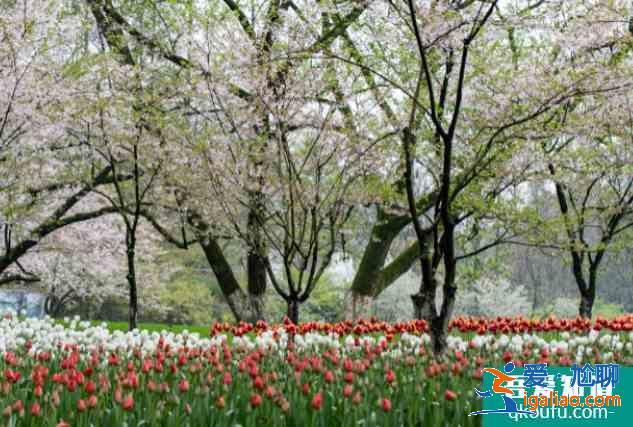 2021太原樱花文化旅游节摄影大赛信息？