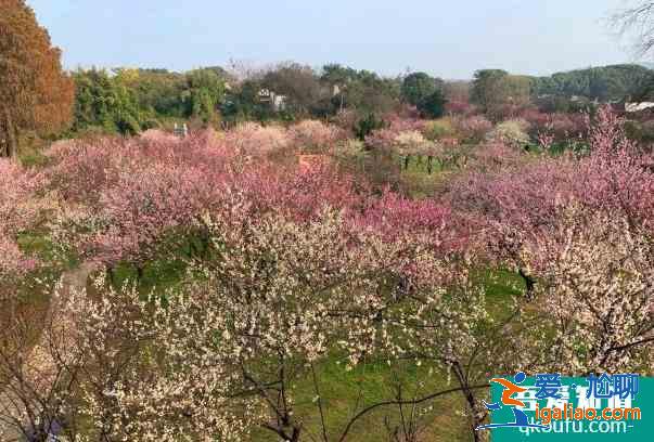 武汉东湖梅园梅花开了吗 梅花最佳观赏时间？