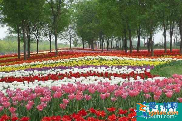 2021北京国际鲜花港郁金香文化节门票？