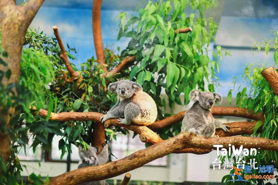 台北动物园门票价格多少，台北动物园有学生票吗？