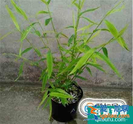 姬翠竹的养殖方法？