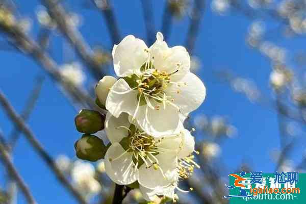 广州市哪里有梅花观赏 赏梅好去处？