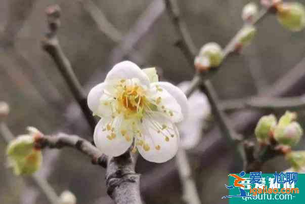 广州市哪里有梅花观赏 赏梅好去处？