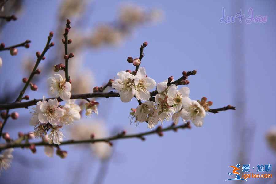 广州冬季哪里可以赏花，广州冬季赏花好去处，广州冬季赏花指南？