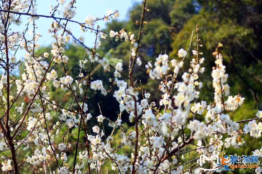 广州冬季哪里可以赏花，广州冬季赏花好去处，广州冬季赏花指南？