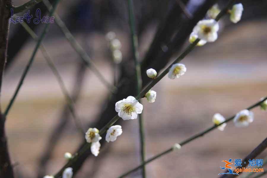 广州冬季哪里可以赏花，广州冬季赏花好去处，广州冬季赏花指南？