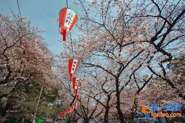 2018日本樱花花期预测，日本东京赏樱全攻略？