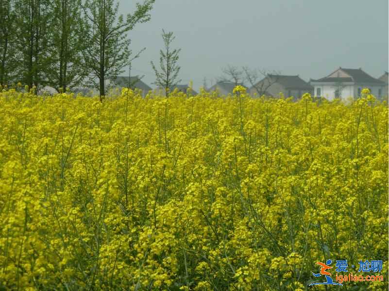 苏州赏花好去处，苏州赏花哪里好，苏州赏花地有哪些？