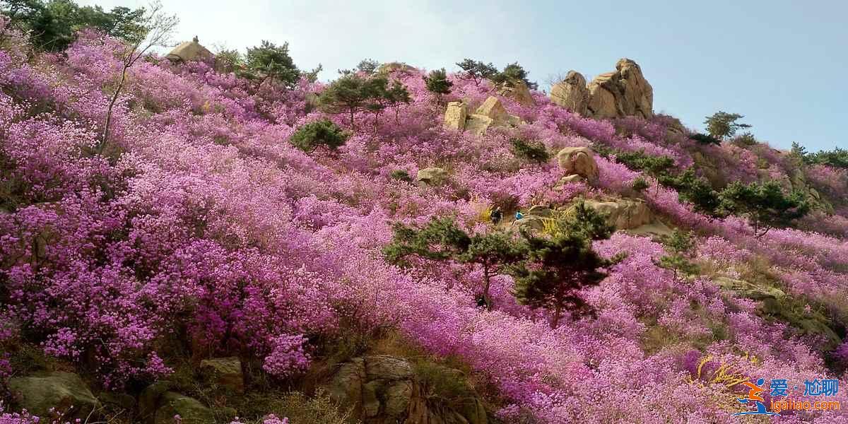 青岛春季赏花有什么推荐，青岛春季都有哪些花，青岛最佳赏花地推荐？