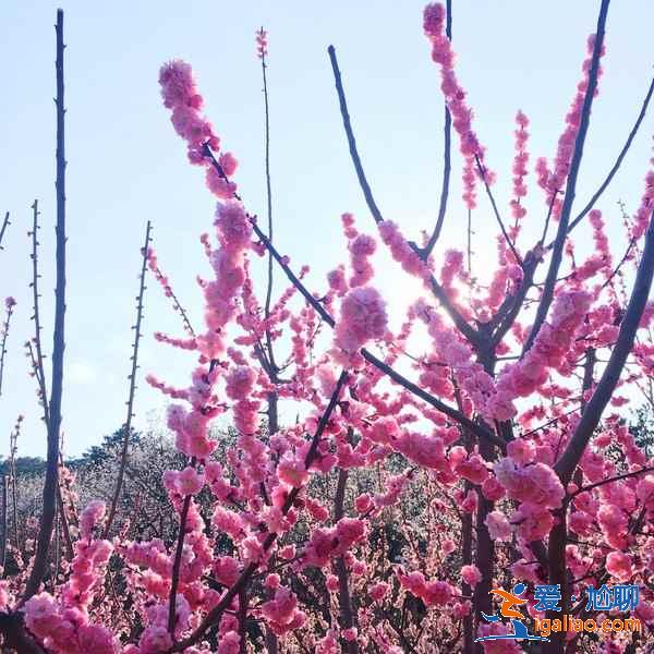 青岛春季赏花有什么推荐，青岛春季都有哪些花，青岛最佳赏花地推荐？