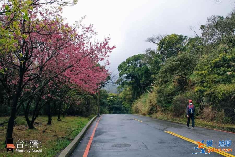 台湾赏花推荐，台湾去哪儿赏花，台湾赏花攻略？