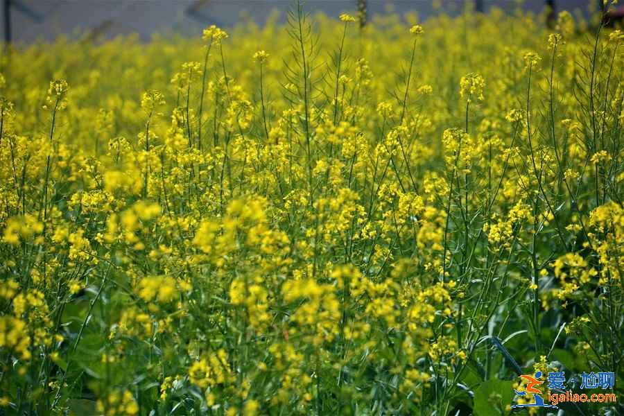 珠海在哪里赏花好，去珠海赏花有什么推荐，珠海赏花攻略？