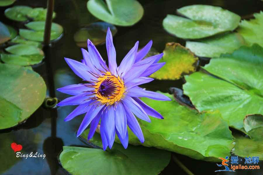 珠海在哪里赏花好，去珠海赏花有什么推荐，珠海赏花攻略？