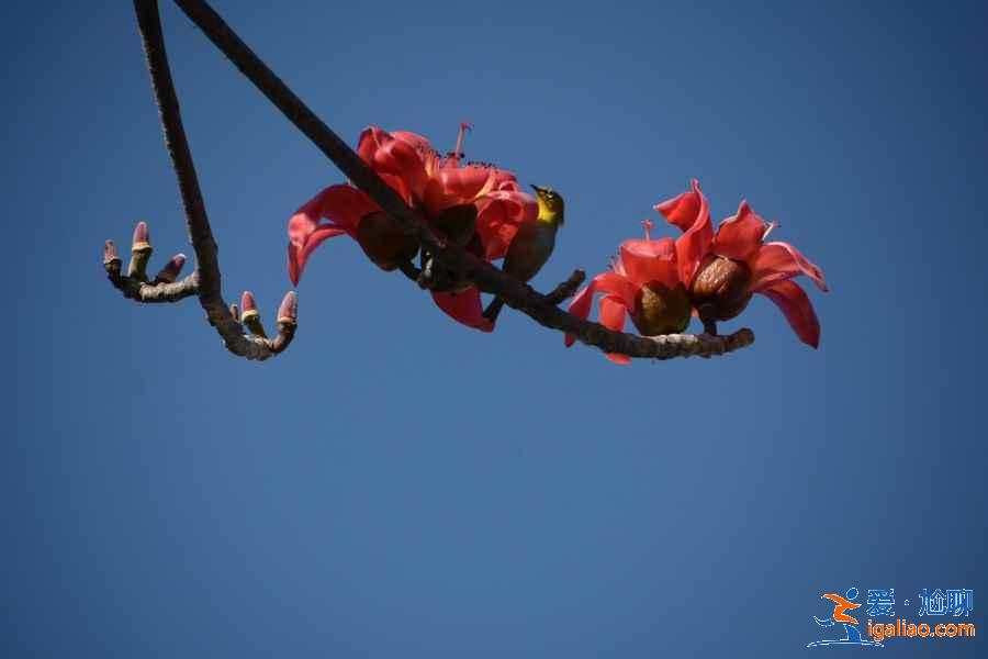 广州4月赏花有什么推荐，广州4月最适合赏花的地方是哪里？