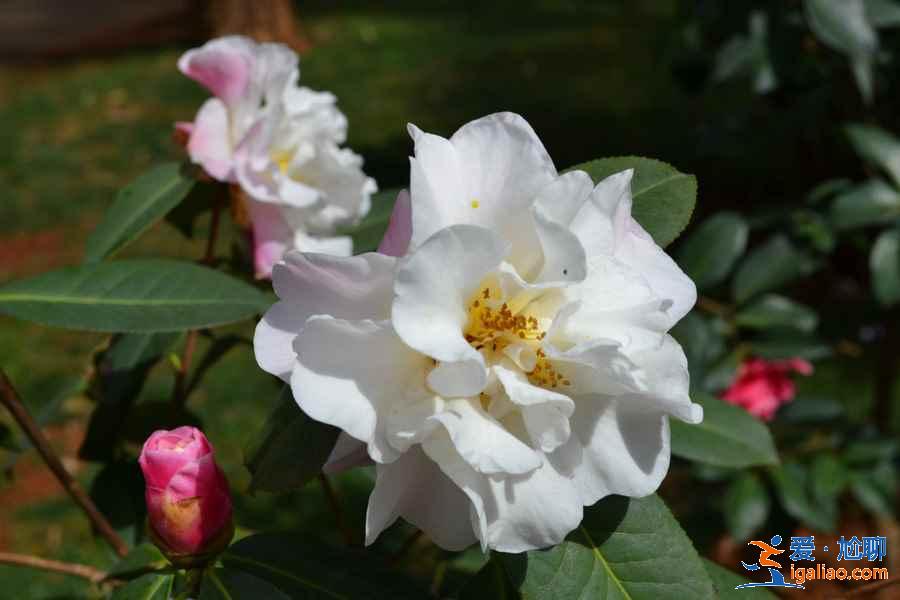 广州4月赏花有什么推荐，广州4月最适合赏花的地方是哪里？