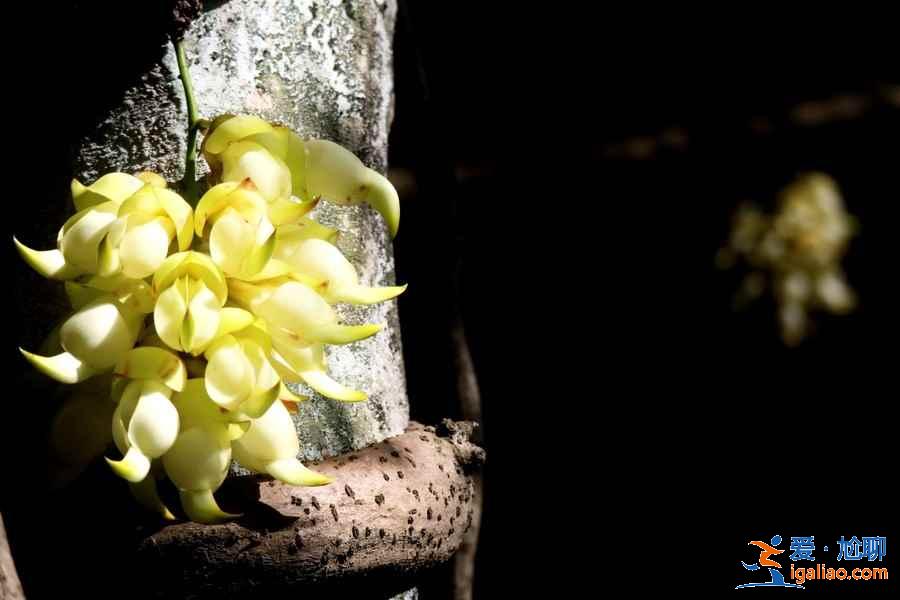 广州4月赏花有什么推荐，广州4月最适合赏花的地方是哪里？