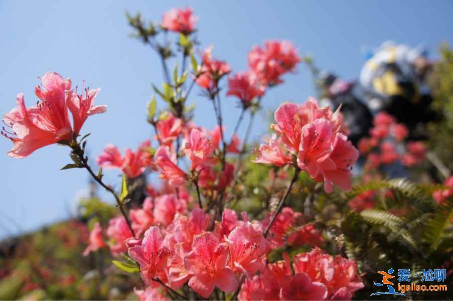 广州4月赏花有什么推荐，广州4月最适合赏花的地方是哪里？