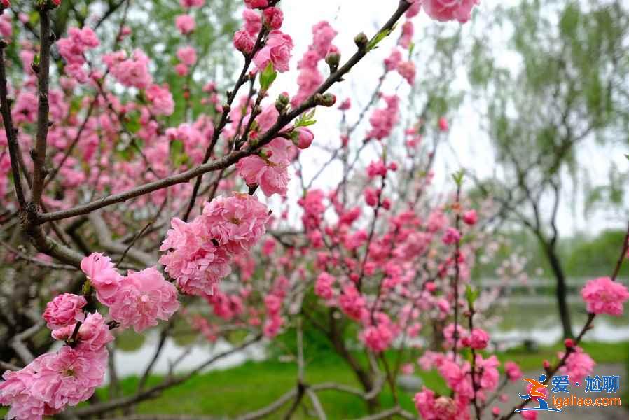 南京哪里赏花好，南京赏花好去处，南京赏花地点有哪些？