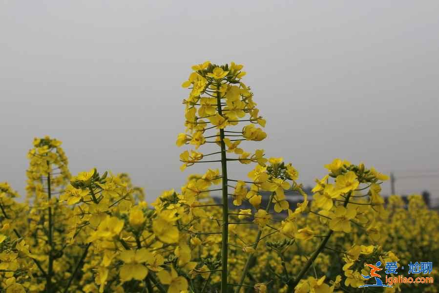 南京哪里赏花好，南京赏花好去处，南京赏花地点有哪些？