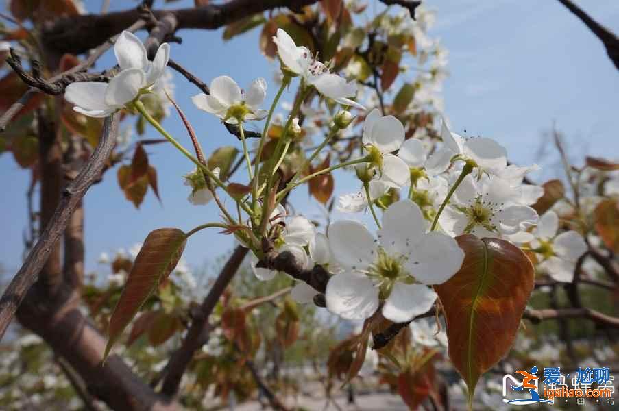 天津赏花好去处，天津有哪些赏花的地方，天津赏花攻略？