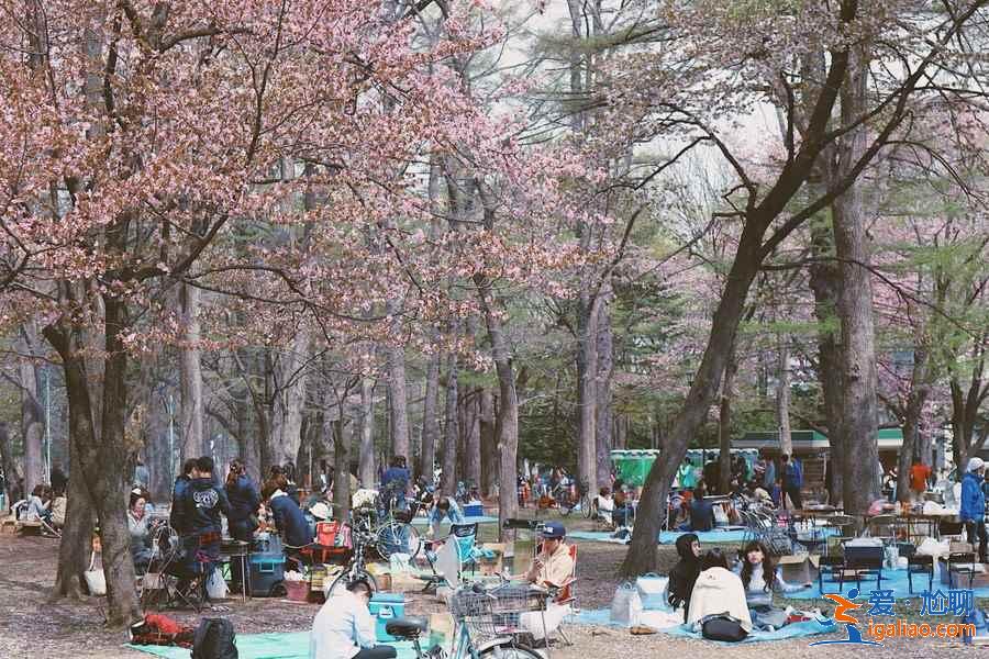 北海道樱花多久开？北海道哪里能赏樱？北海道赏樱好去处推荐？