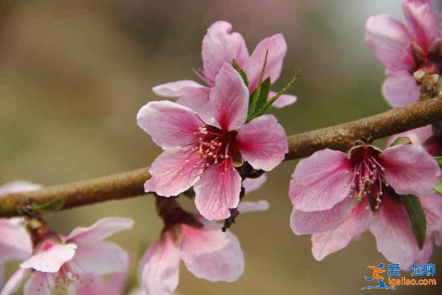 【北京赏花时间+地点】3？