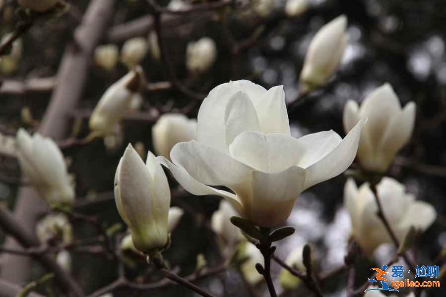 【北京赏花时间+地点】3？