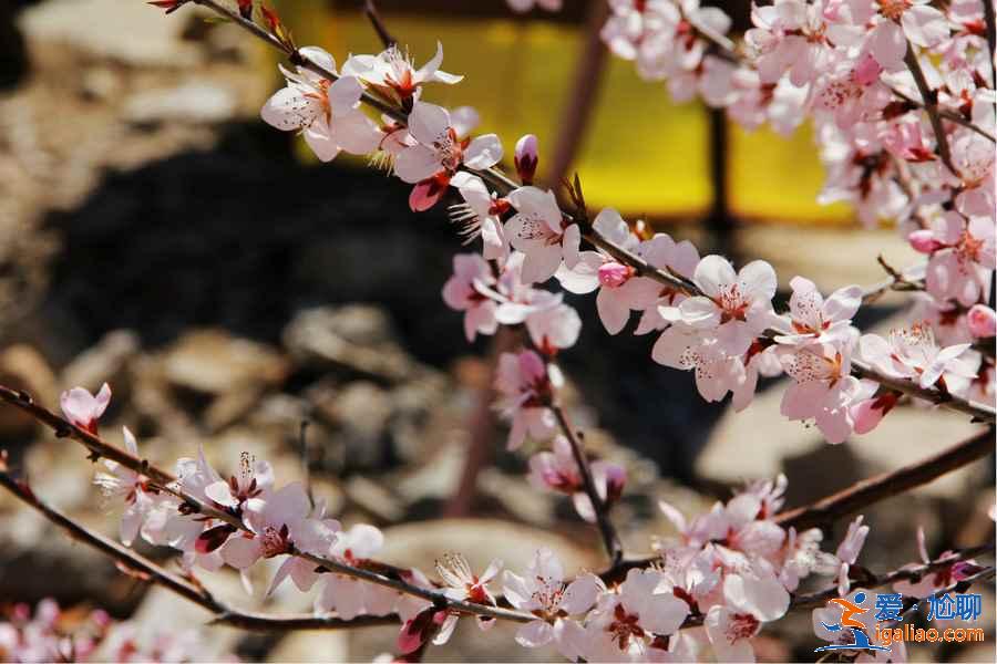 【北京赏花时间+地点】3？