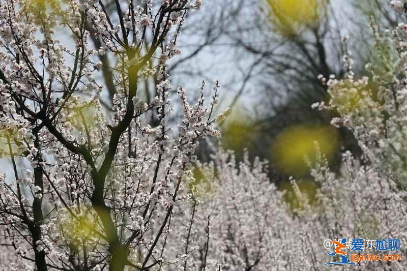 周末西安哪里可以赏花，周末西安赏花好去处，周末西安赏花攻略？