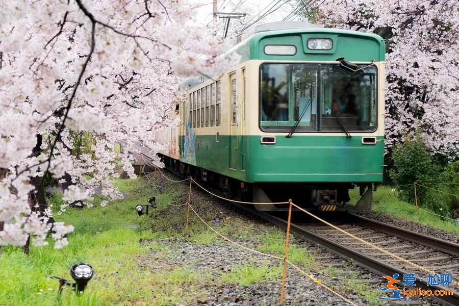 京都可以看樱花吗？京都赏樱去哪里？京都北区赏樱路线推荐？