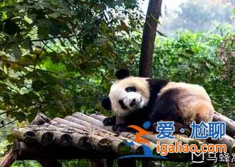 元旦去成都合适吗，成都元旦去哪儿玩？