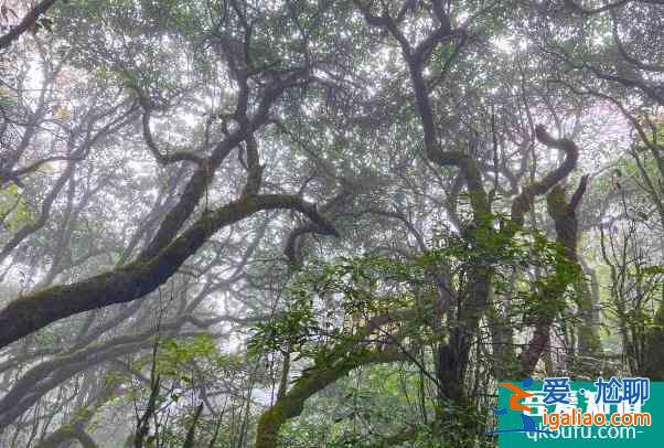 因雨雪天气影响桂林猫儿山景区暂停对外开放？